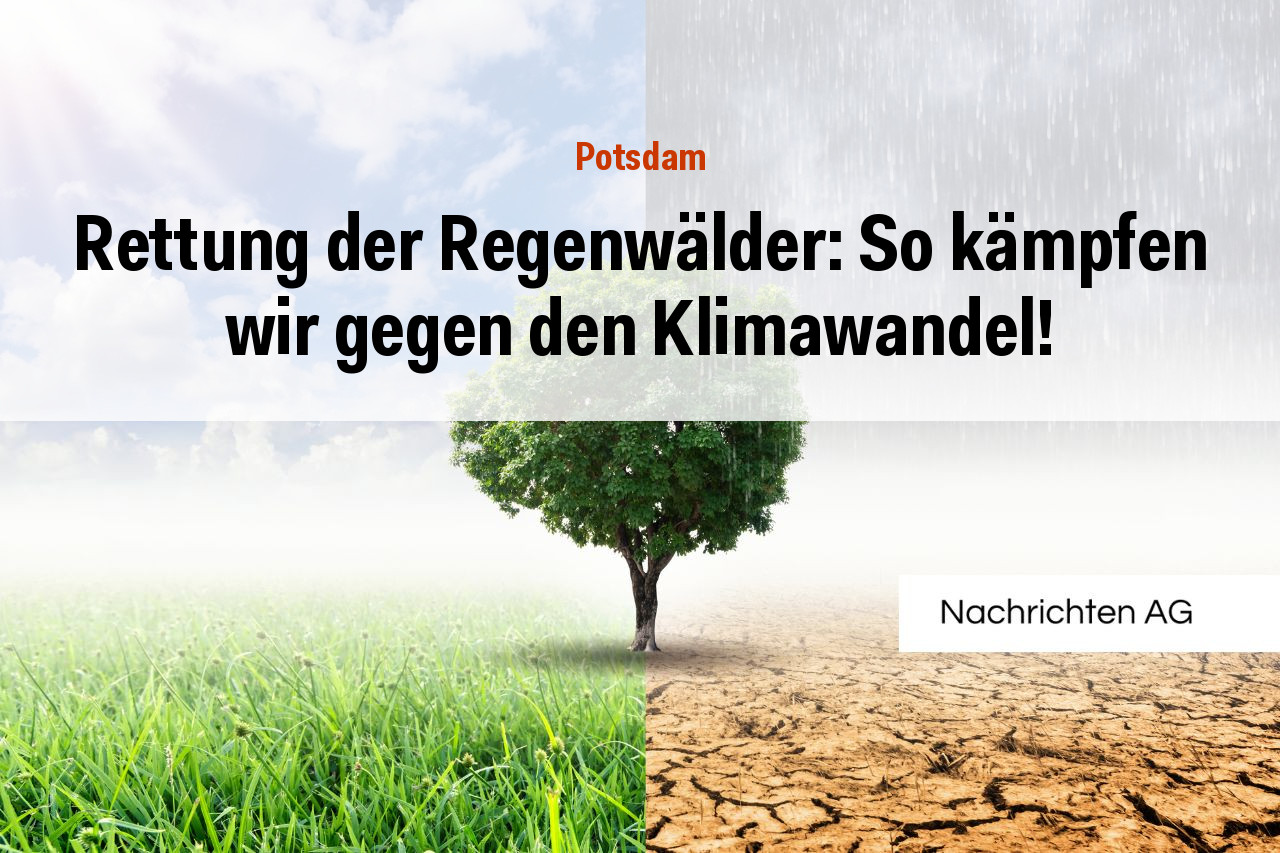 Rettung der Regenwälder: So kämpfen wir gegen den Klimawandel!